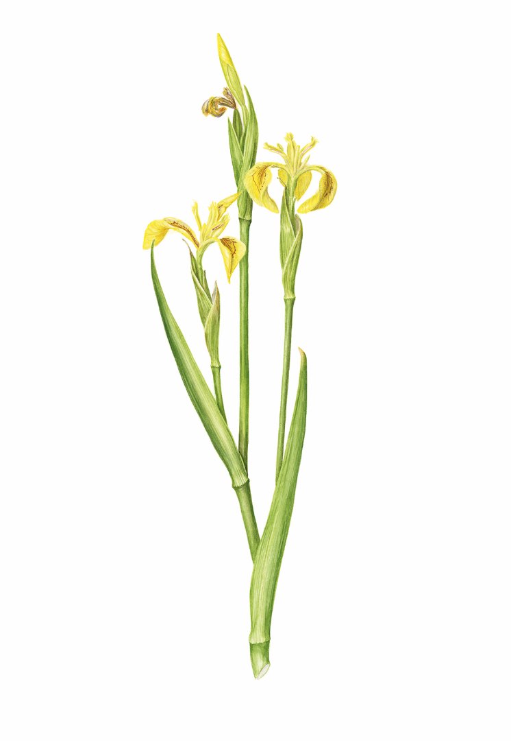 Sverdlilje (Iris pseudacorus)