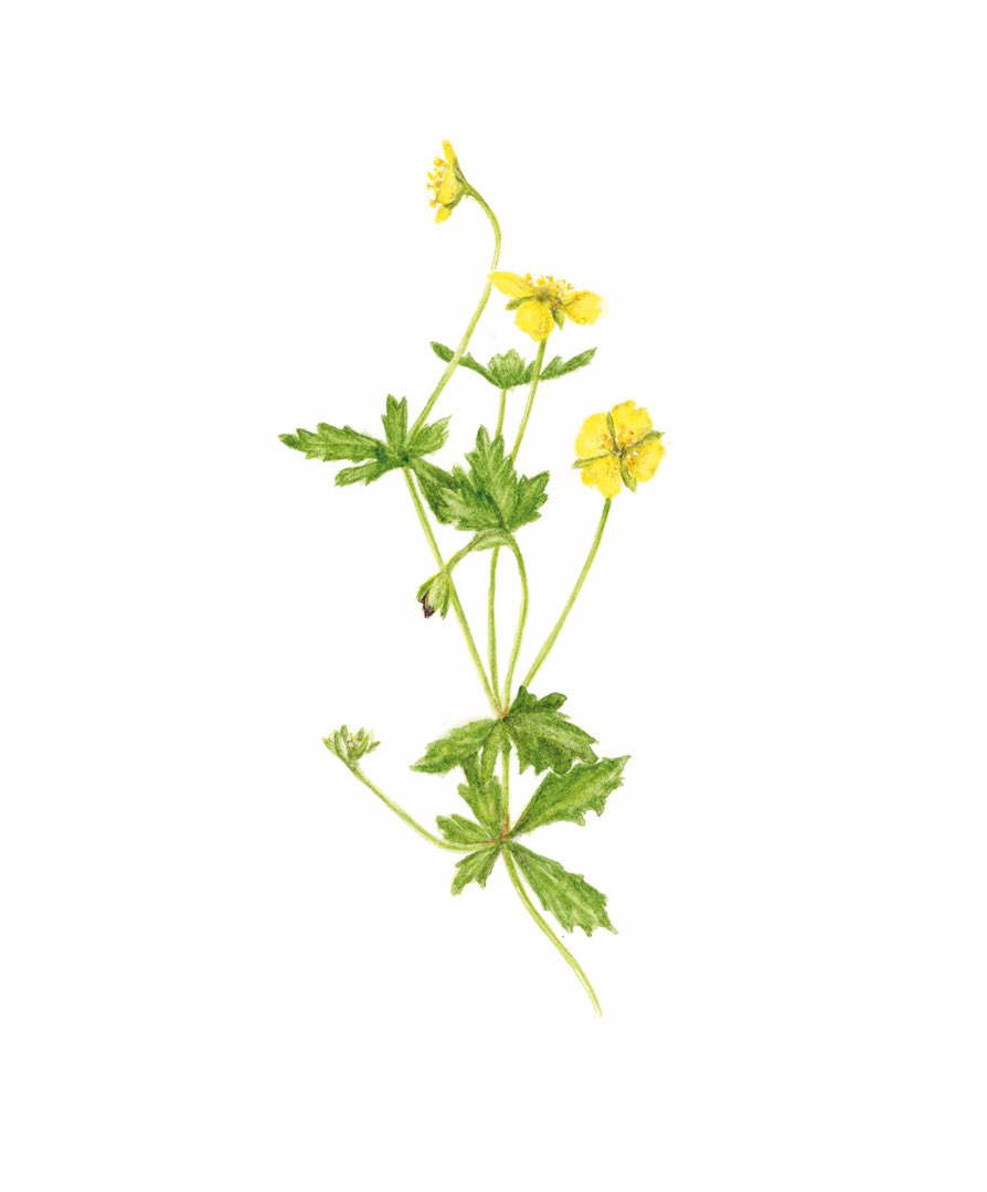 Tepperot (Potentilla erecta)