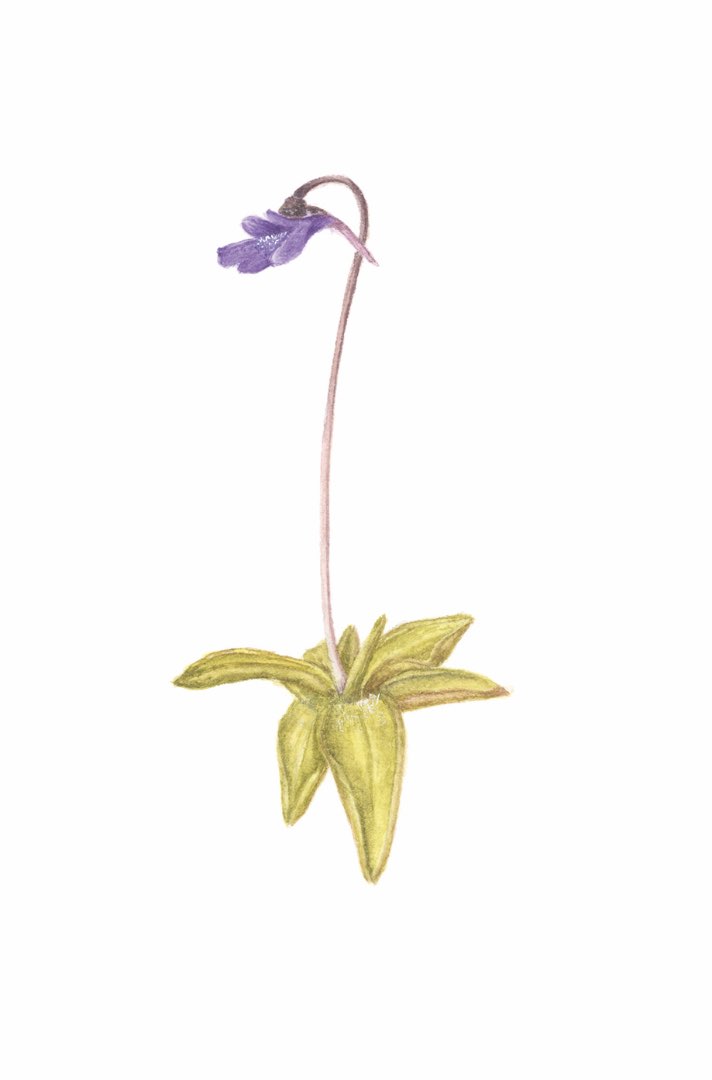 Tettegras (Pinguicula vulgaris)