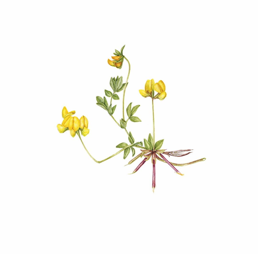 Tiriltunge (Lotus corniculatus)