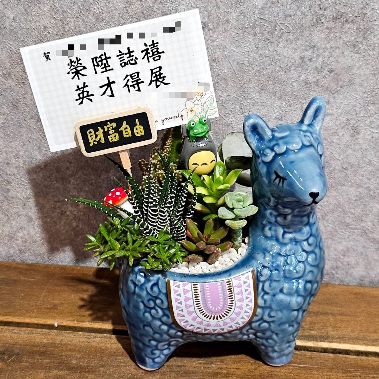 高雄多肉草泥馬多肉盆