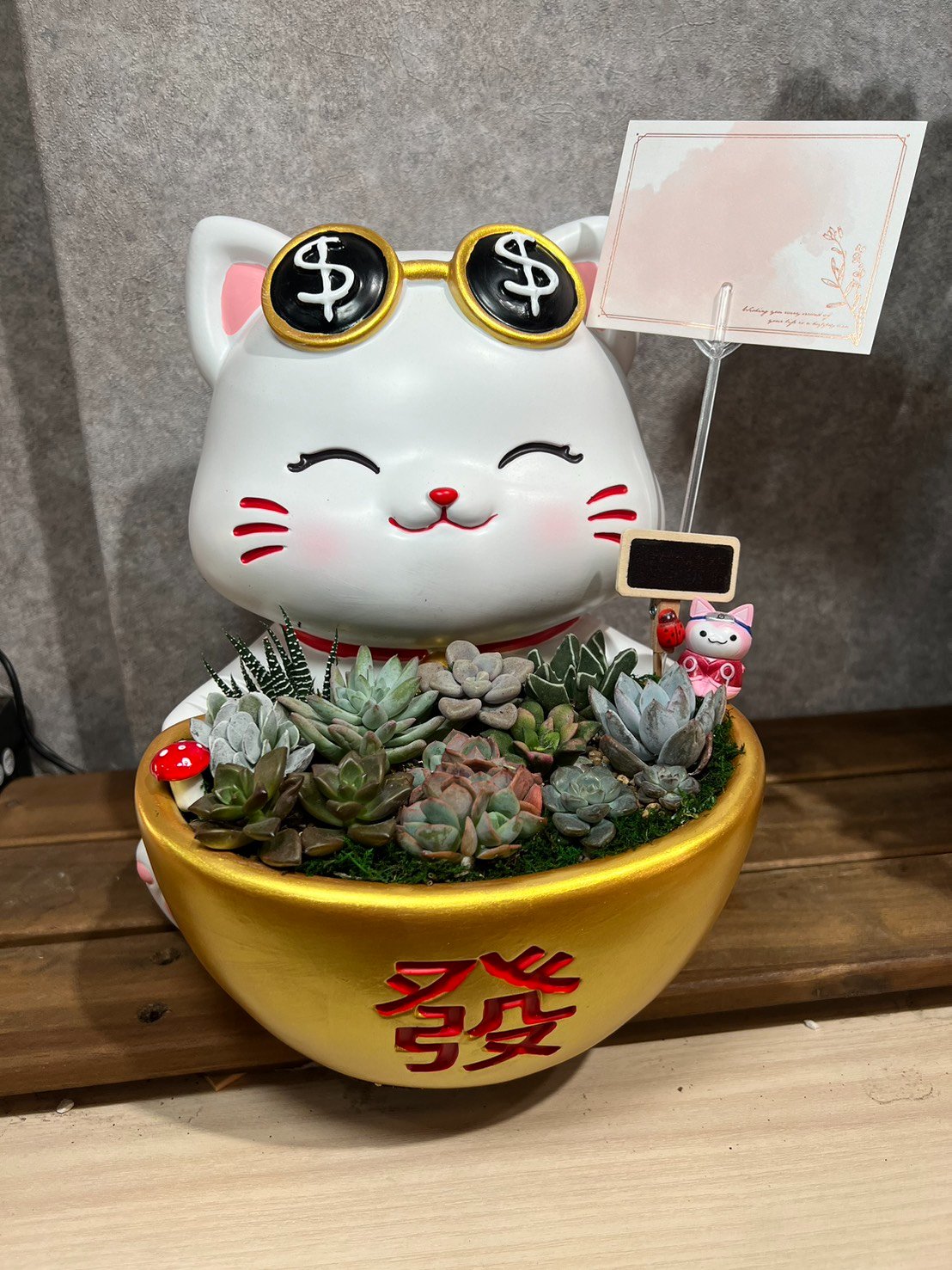 高雄多肉大貓 - 金元寶發財萌貓禮盆