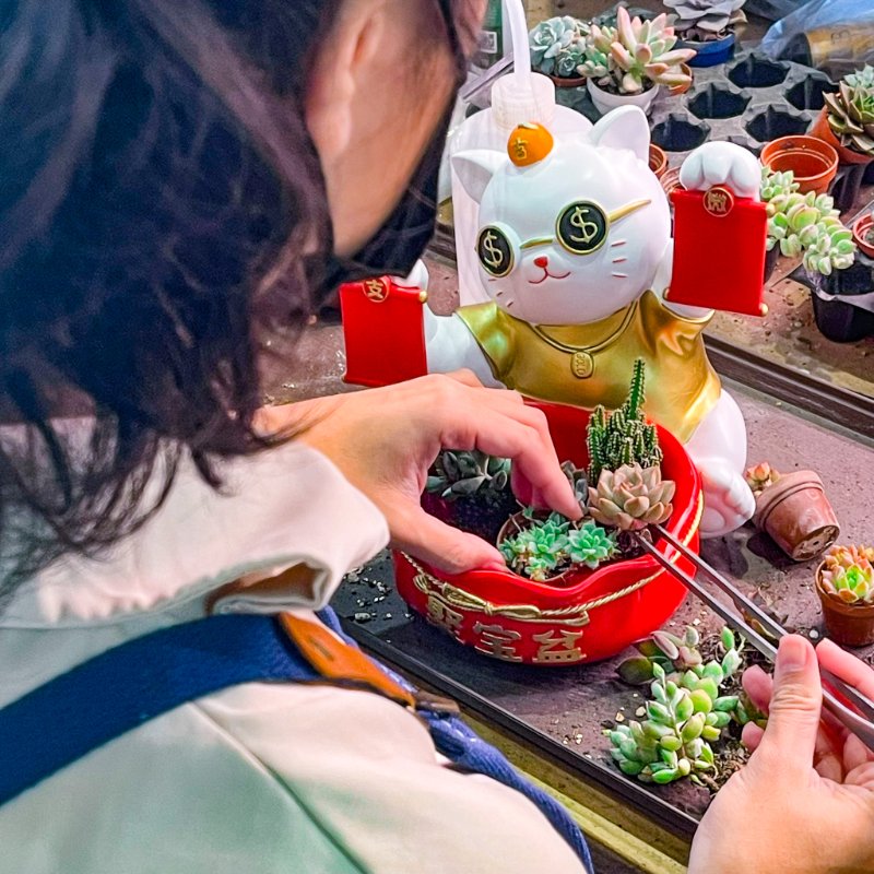 高雄多肉好看又好照顧｜小草瓶五星好評