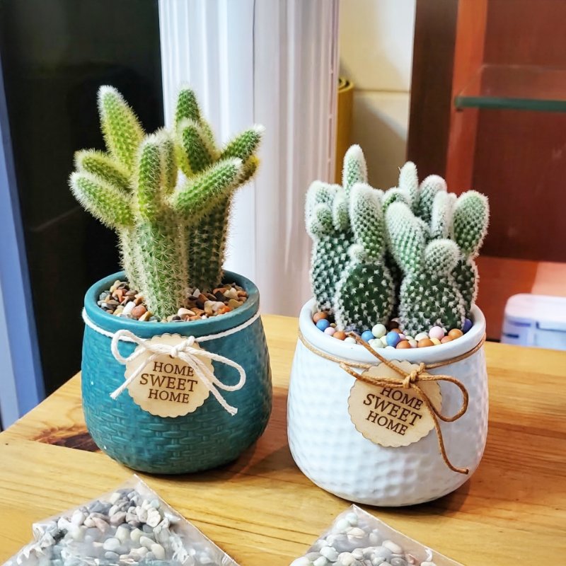 高雄多肉室內照養好照顧｜小草瓶五星好評