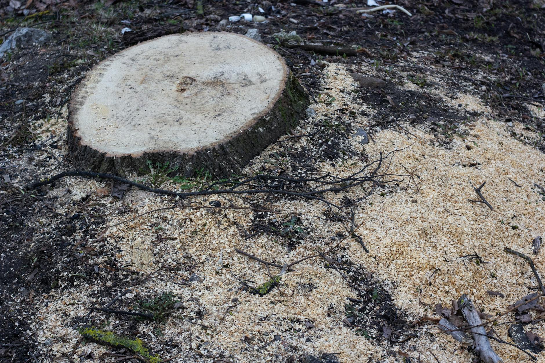 Stump grinding gridley in Gridley | Boxpro Express in Yuba City