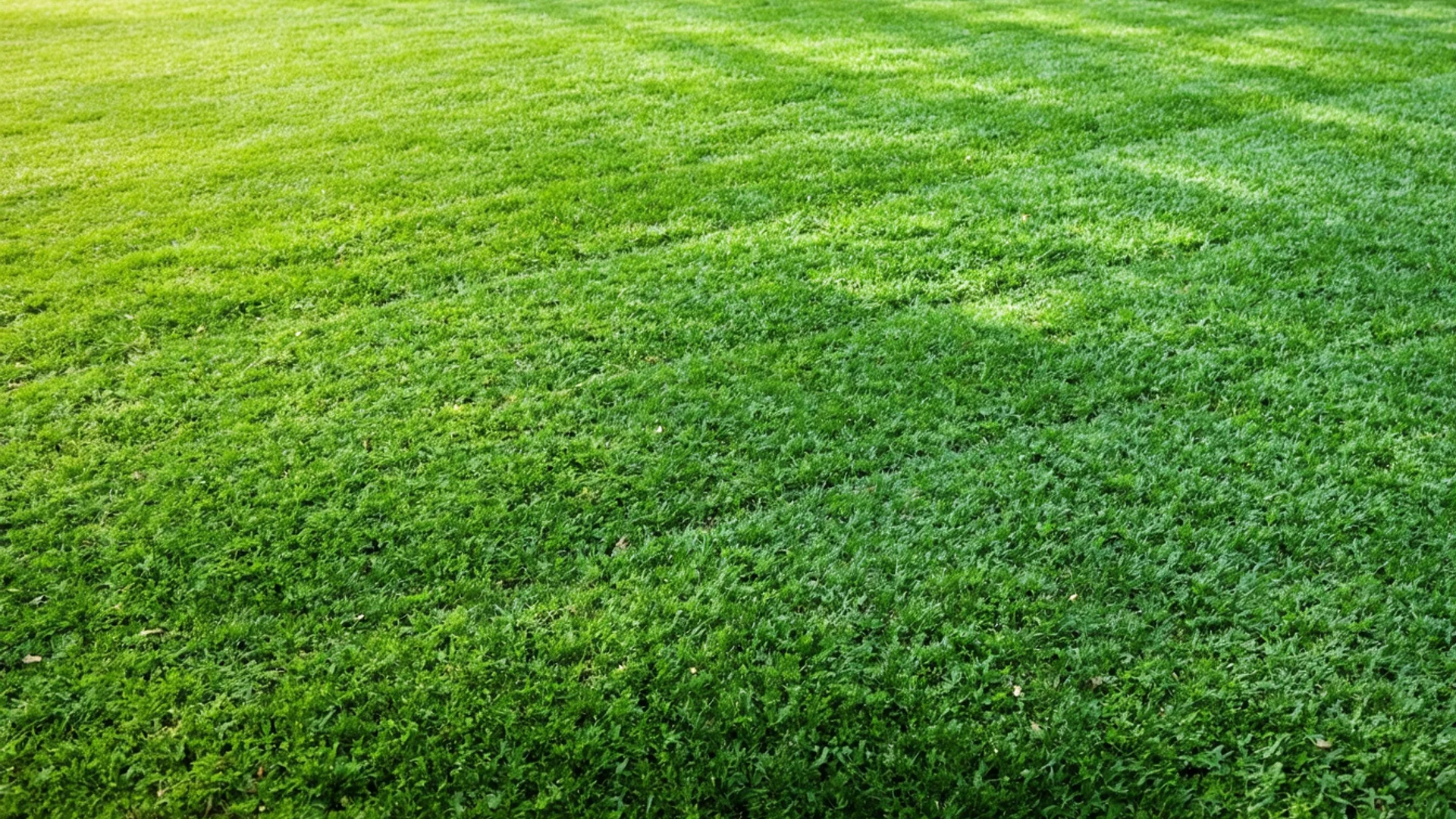 The Hidden Costs of DIY Lawn Care in Yuba City: Is It Worth the Risk? in Yuba City