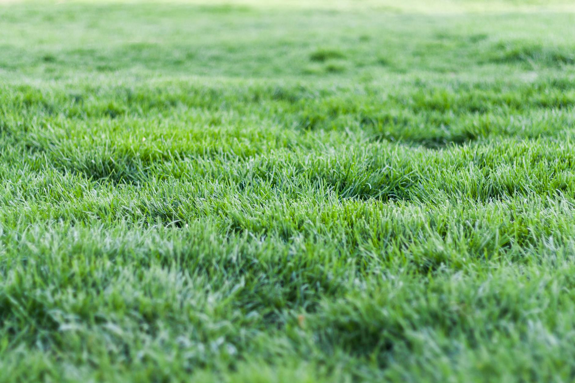 Why Your Yuba City Grass Is Dying Despite Daily Watering (And How to Actually Fix It) in Yuba City