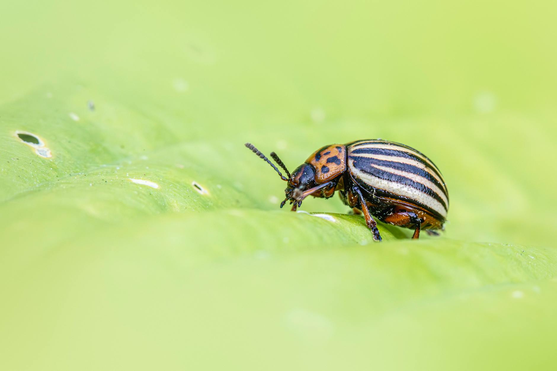 Emergency Junk Removal in Yuba City: Fast Pest Control Before Infestations Spread in Yuba City