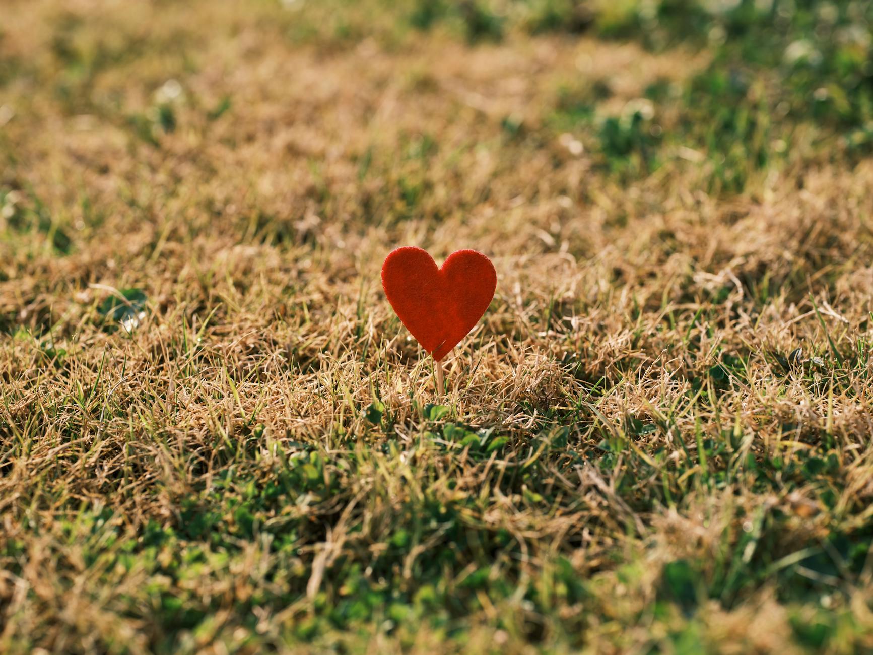 Boxpro Express Lawn Care in Yuba City provides professional lawn maintenance services for a beautiful outdoor space