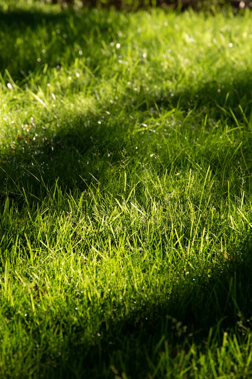 Lawn Care Plumas Lake CA | Boxpro Express in Yuba City