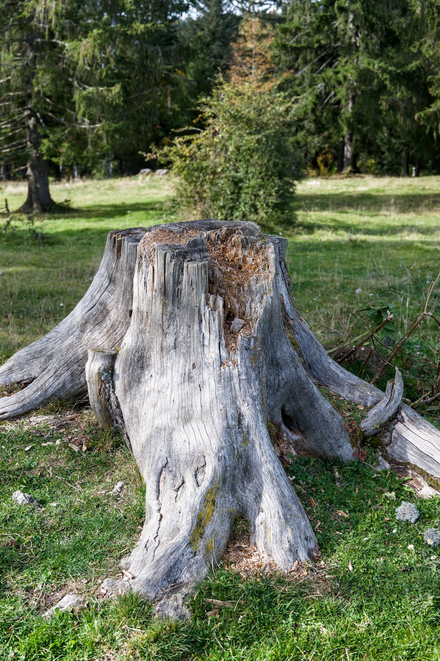 Boxpro Express stump-grinding service in Yuba City, CA