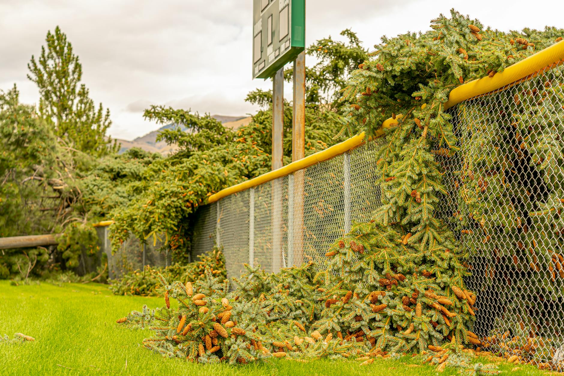 Storm Damage? Fast Junk Removal for Storm Damage in Yuba City – Clear Debris Today! in Yuba City