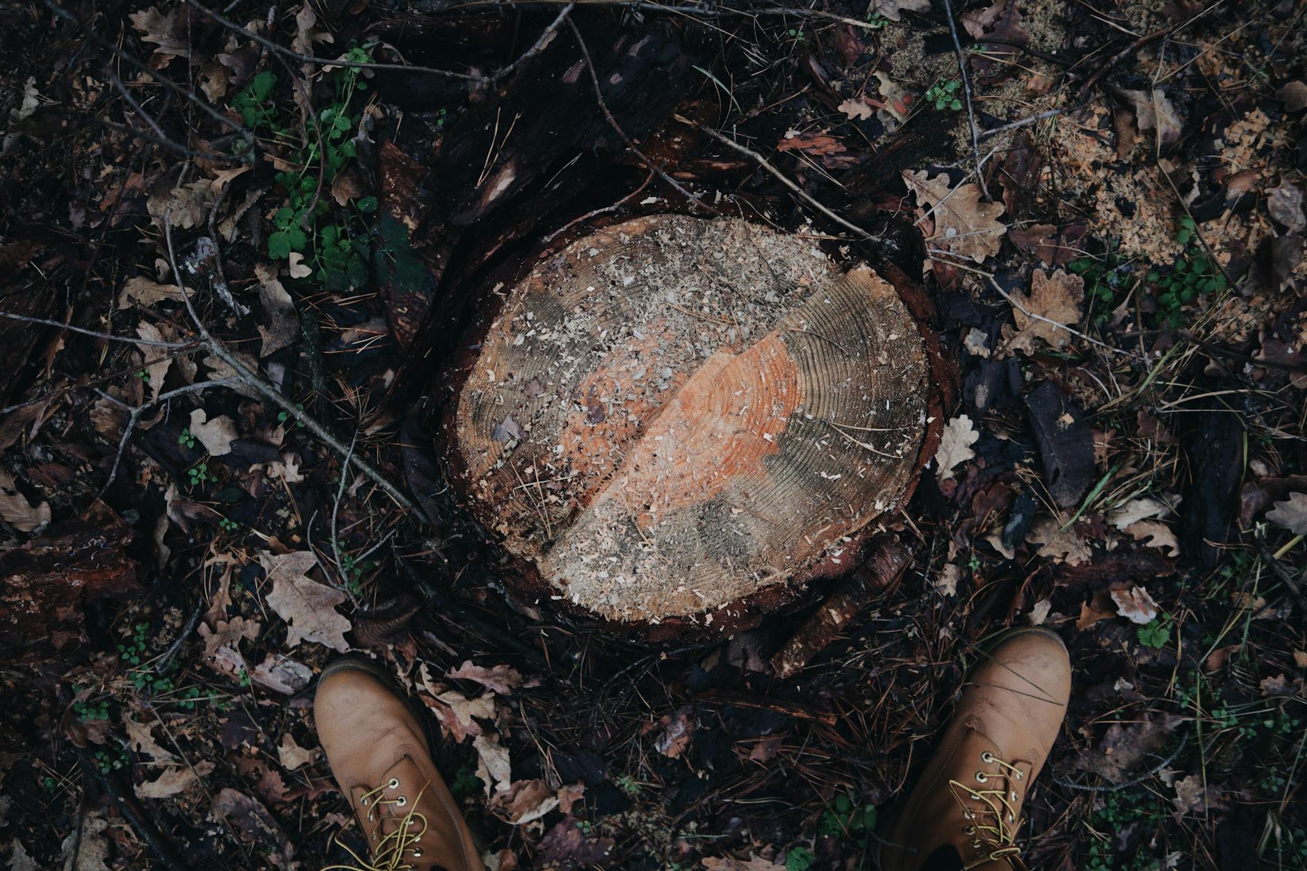 Boxpro Express Stump Grinding service in Yuba City, CA