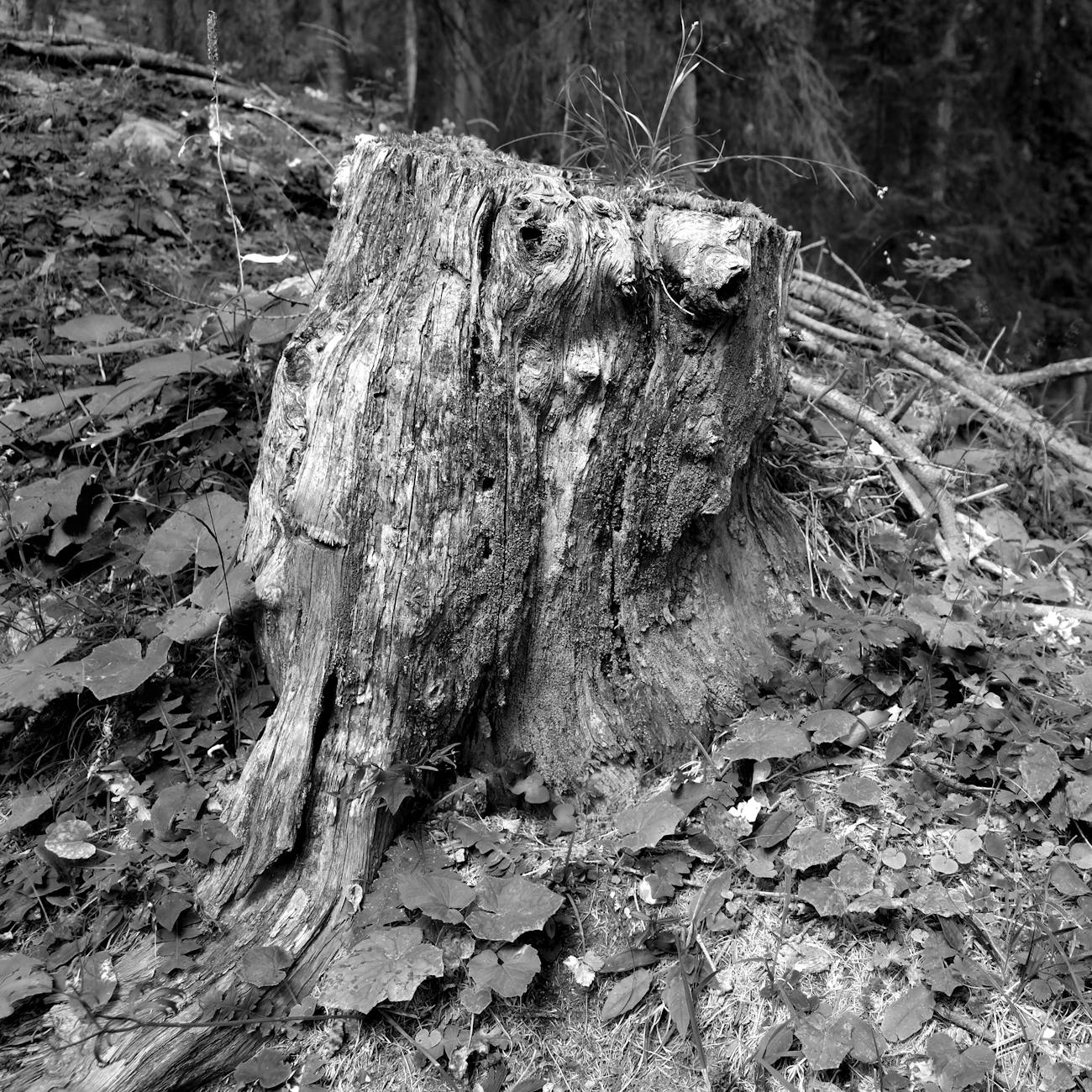 Professional Stump Grinding Services in Yuba City