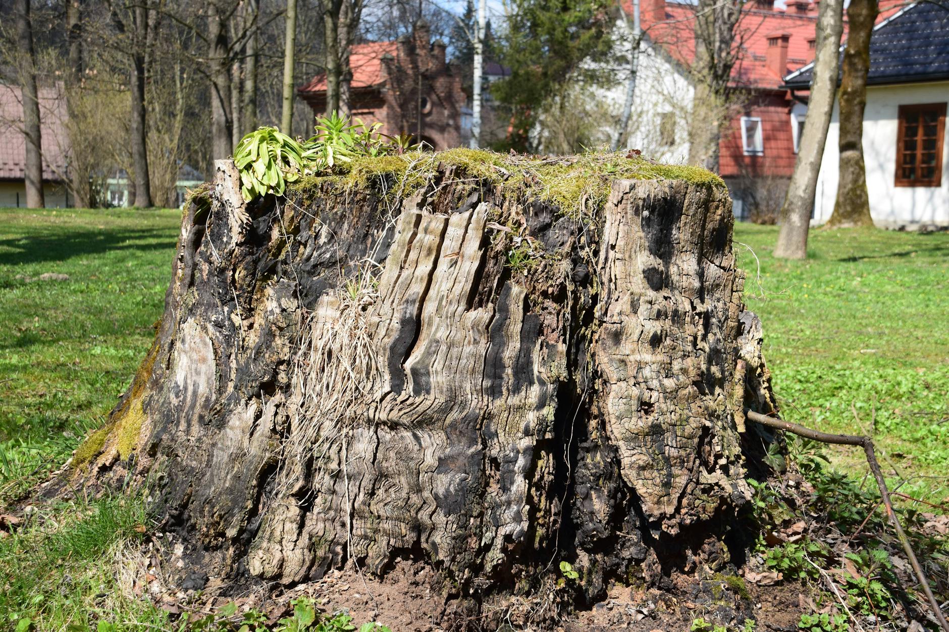 Boxpro Express stump-grinding service in Yuba City, CA