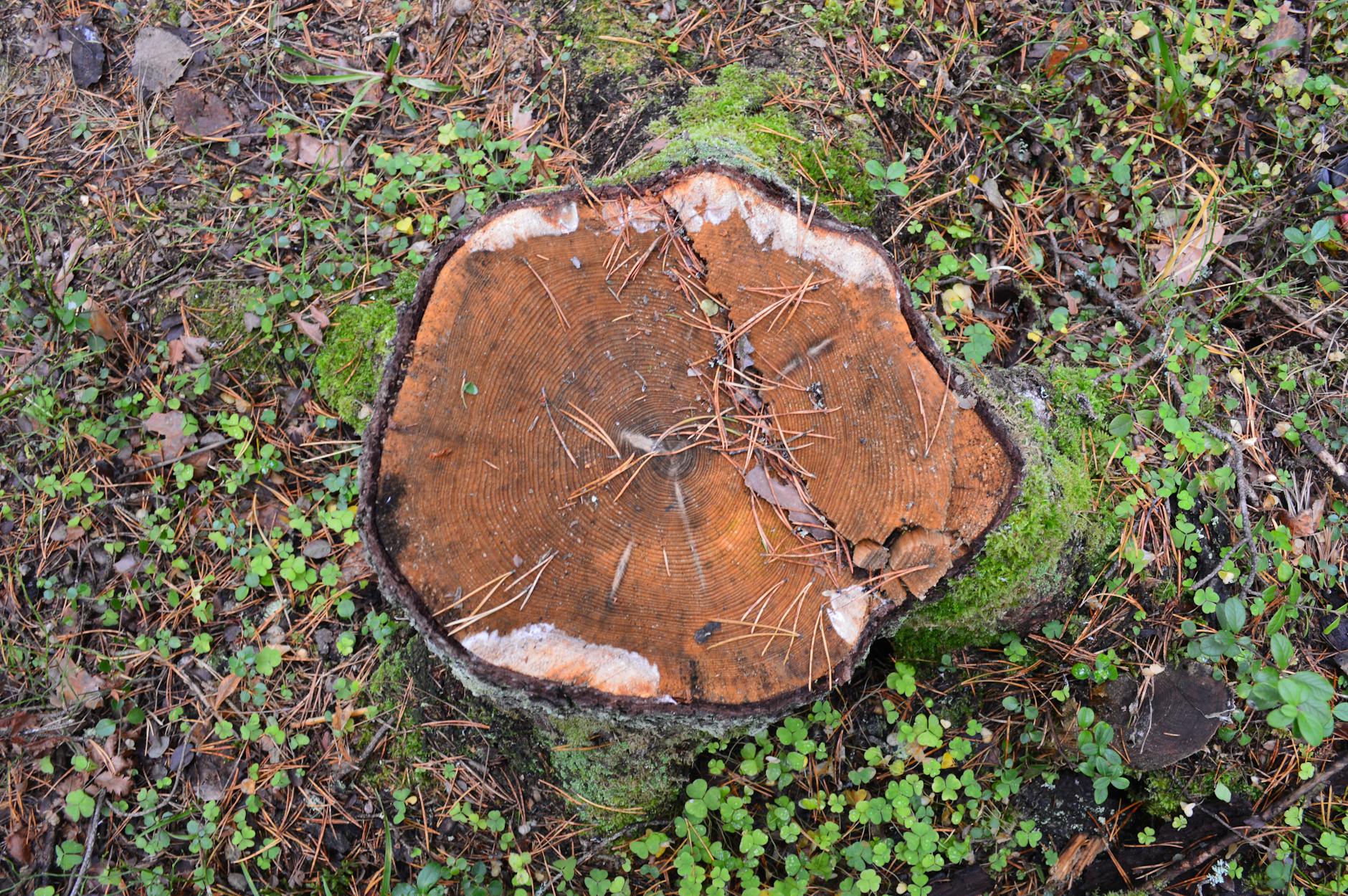 Stump Grinding in Yuba City â€” Fast, Affordable Tree Stump Removal in Yuba City