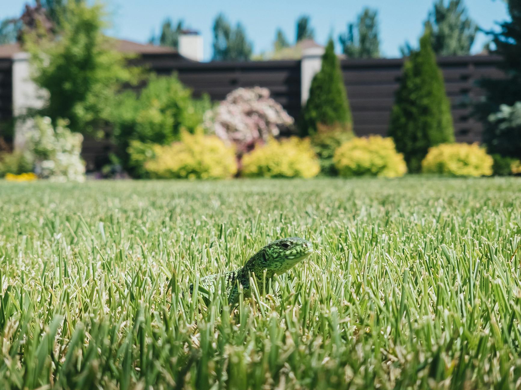 The Hidden Costs of DIY Lawn Care in Yuba City: Is It Worth the Risk? in Yuba City