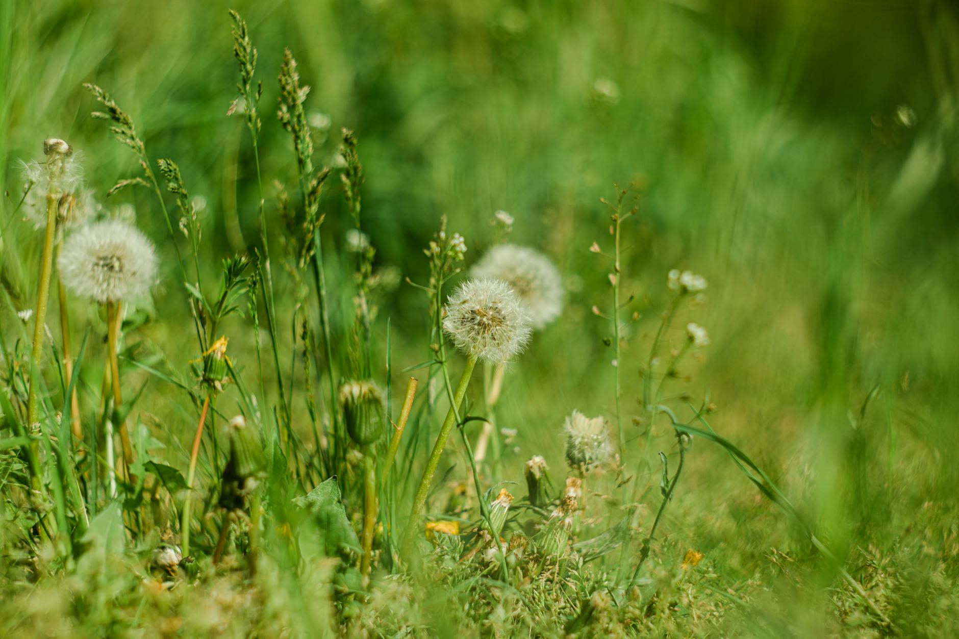 Yuba City Lawn Care: Expert Service for a Lush Landscape - Boxpro Express in Yuba City