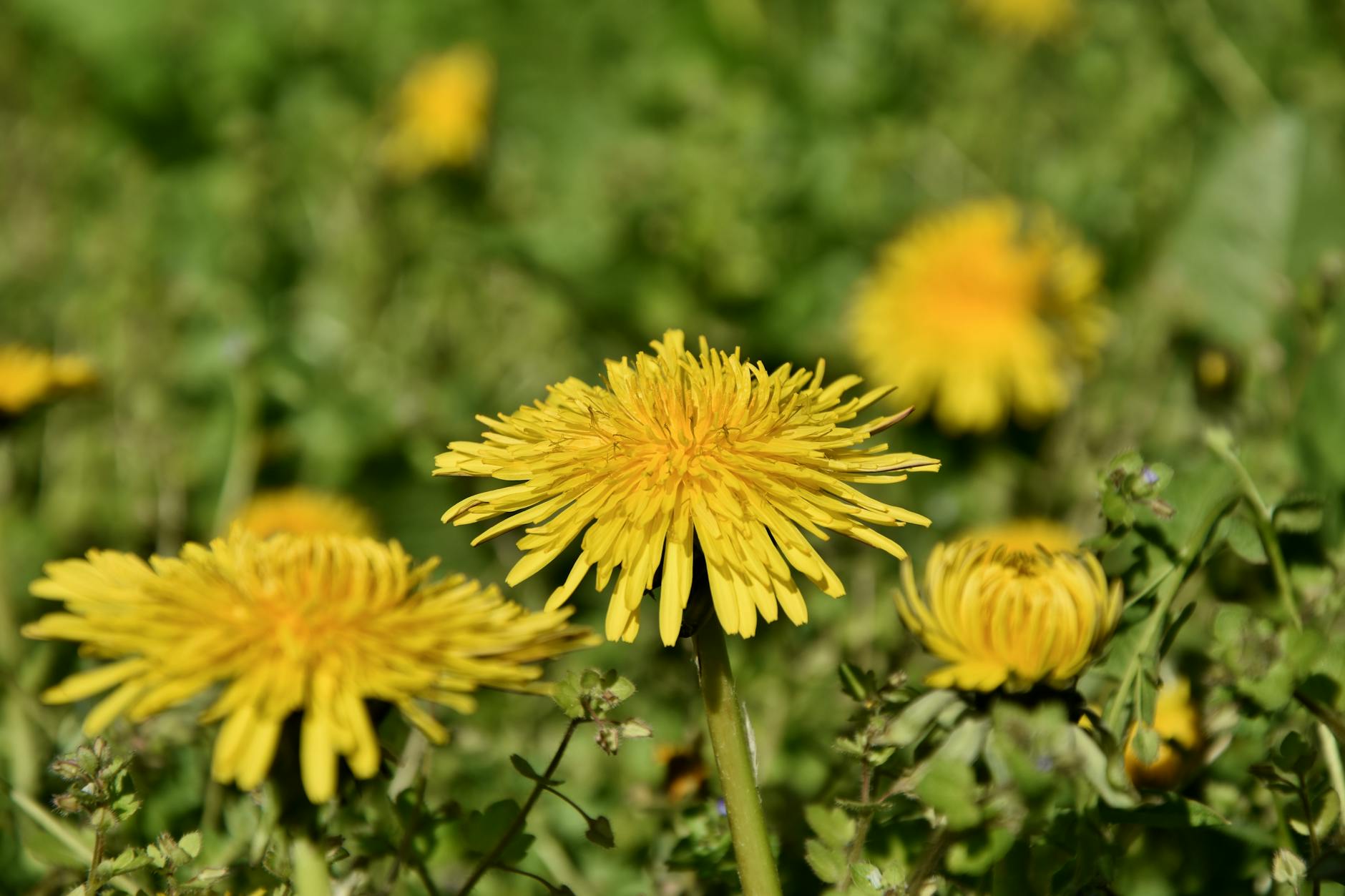 Boxpro Express lawn-care service in Yuba City