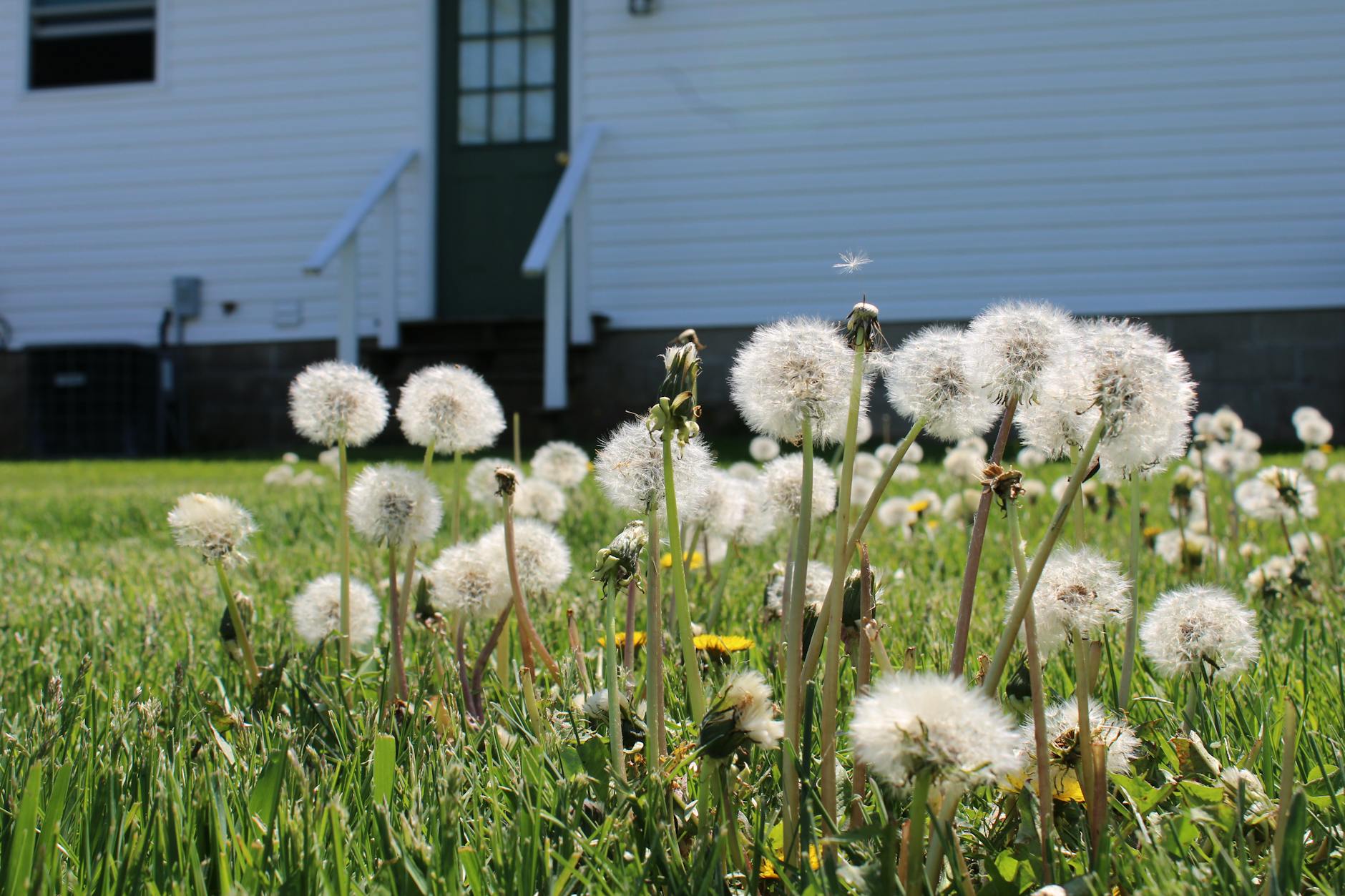 Why Your Backyard Is Slowly Being Taken Over by Crabgrass and Dandelions While You Sleep in Yuba City