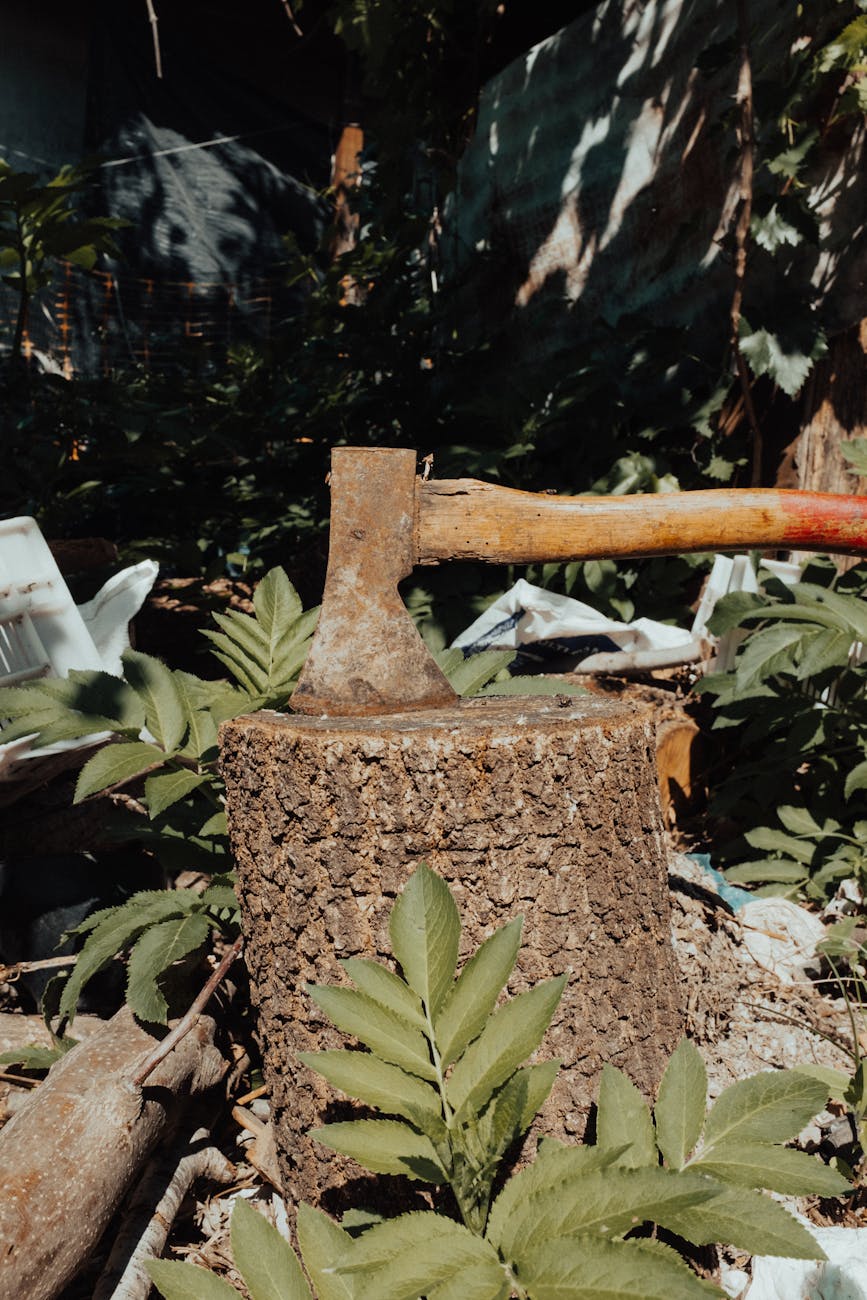 Why Your DIY Stump Grinding Attempt Will End in Disaster (and How We Can Help) in Yuba City