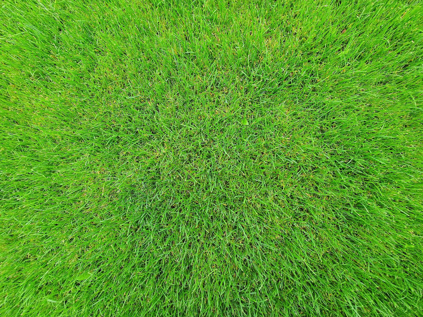 Why Your Yuba City Yard Is Still a Patchy Mess While Your Neighbors Have Lush Green Lawns