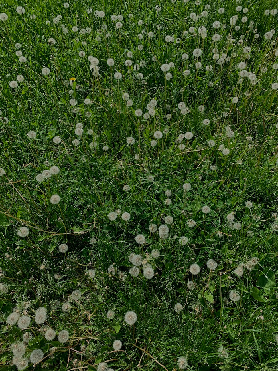 Boxpro Express lawn-care service in Yuba City