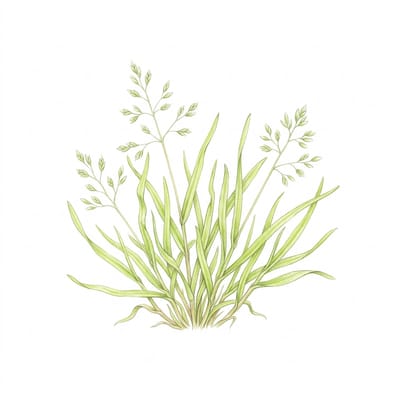Winter grass, illustration