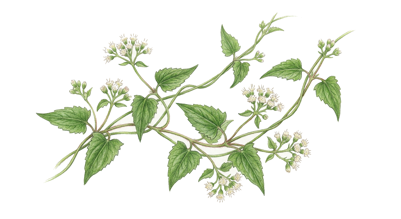 Climbing Hempvine