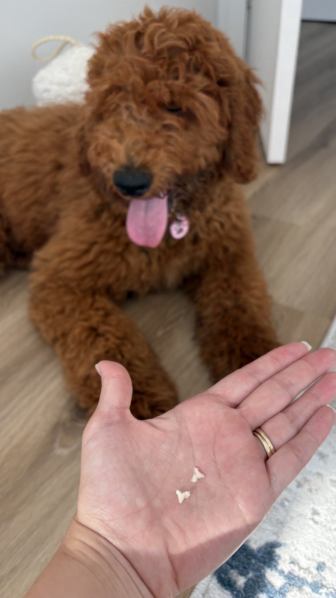 Petsitter — foto 2 de 10