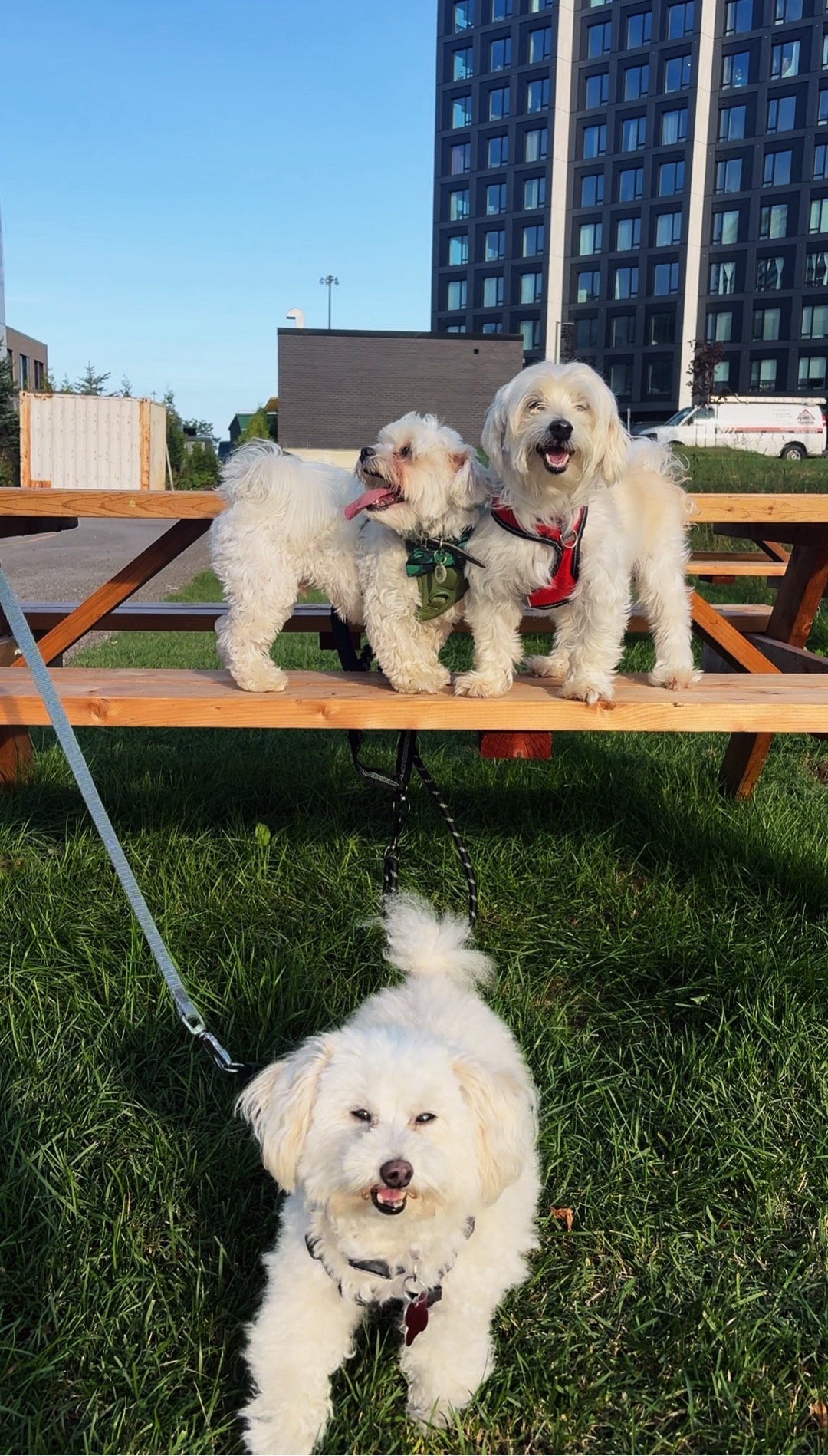 Petsitter — foto 8 de 10