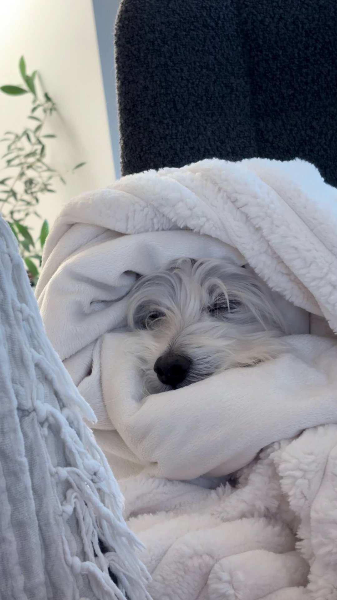 Petsitter — foto 10 de 10