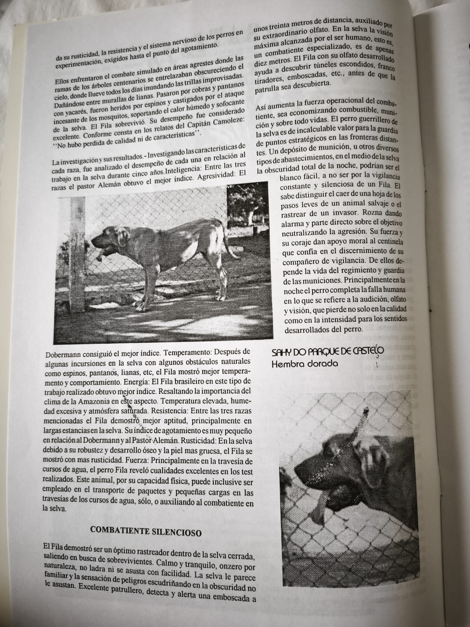 Versatility in the Fila Brasileiro, July 1993 2