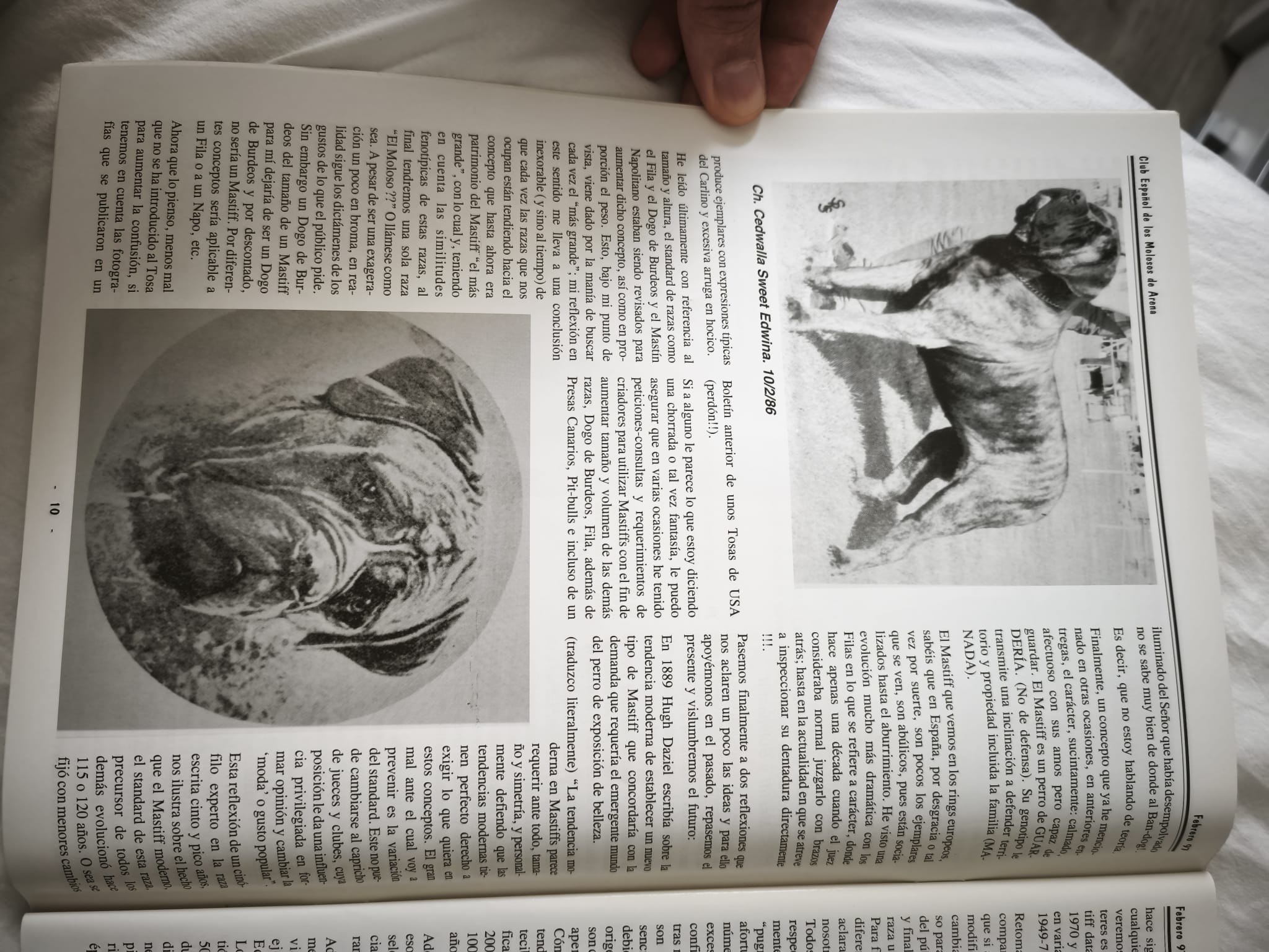 Mastiff, Bullmastiff, Fila Brasileiro, Dogue de Bordeaux and Neapolitan Mastiff: together, but not mixed, February 1997 3
