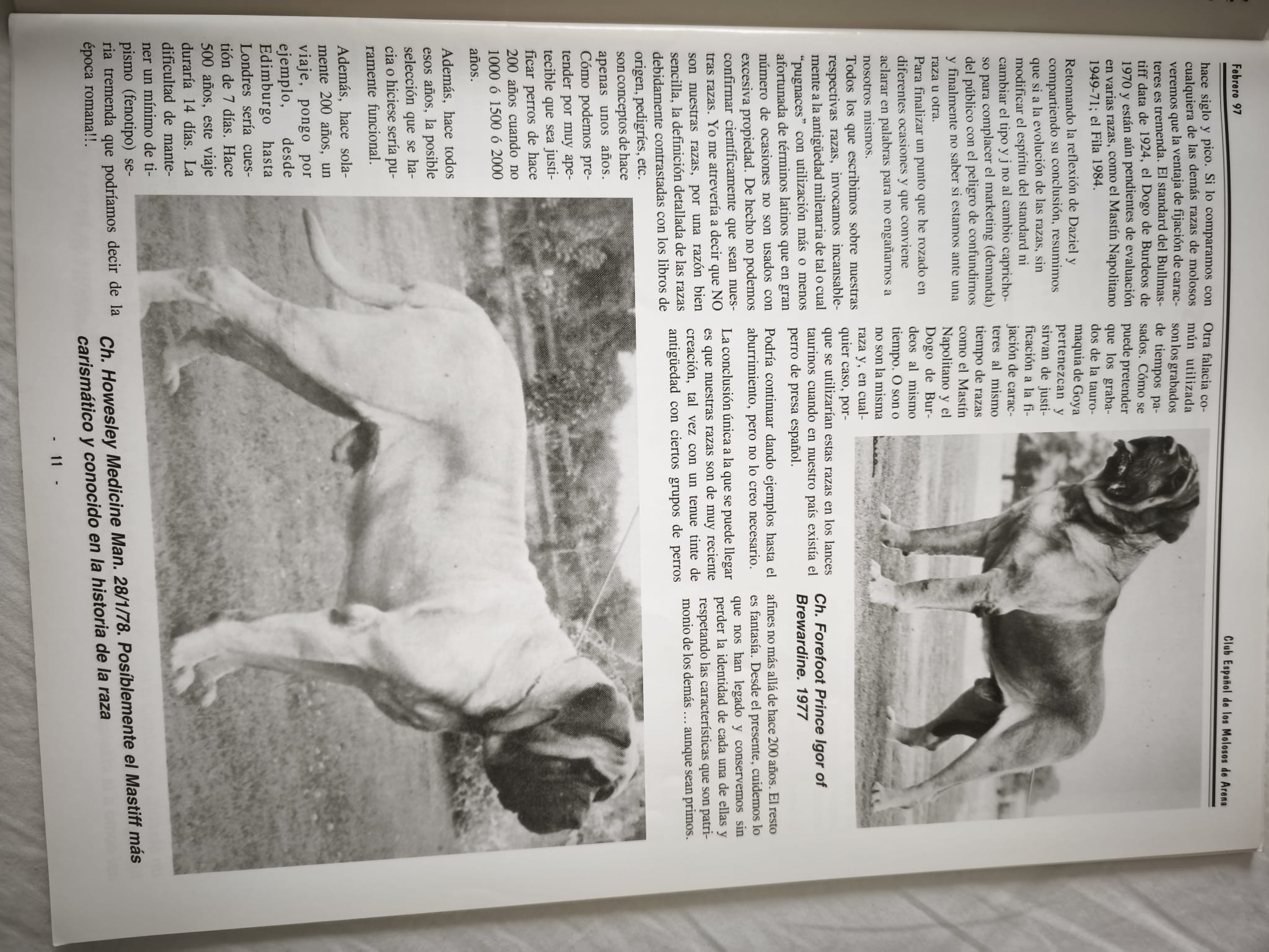 Mastiff, Bullmastiff, Fila Brasileiro, Dogue de Bordeaux and Neapolitan Mastiff: together, but not mixed, February 1997 4