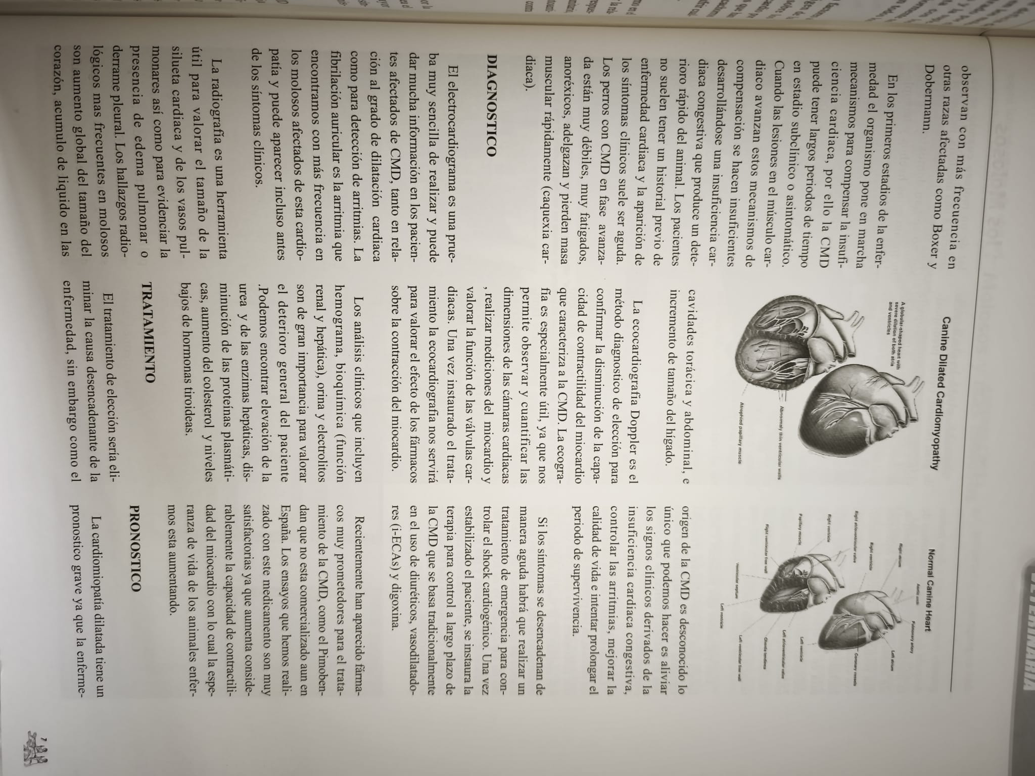 Cardiomiopatía dilatada en molosos: síntomas, diagnóstico y tratamiento 2
