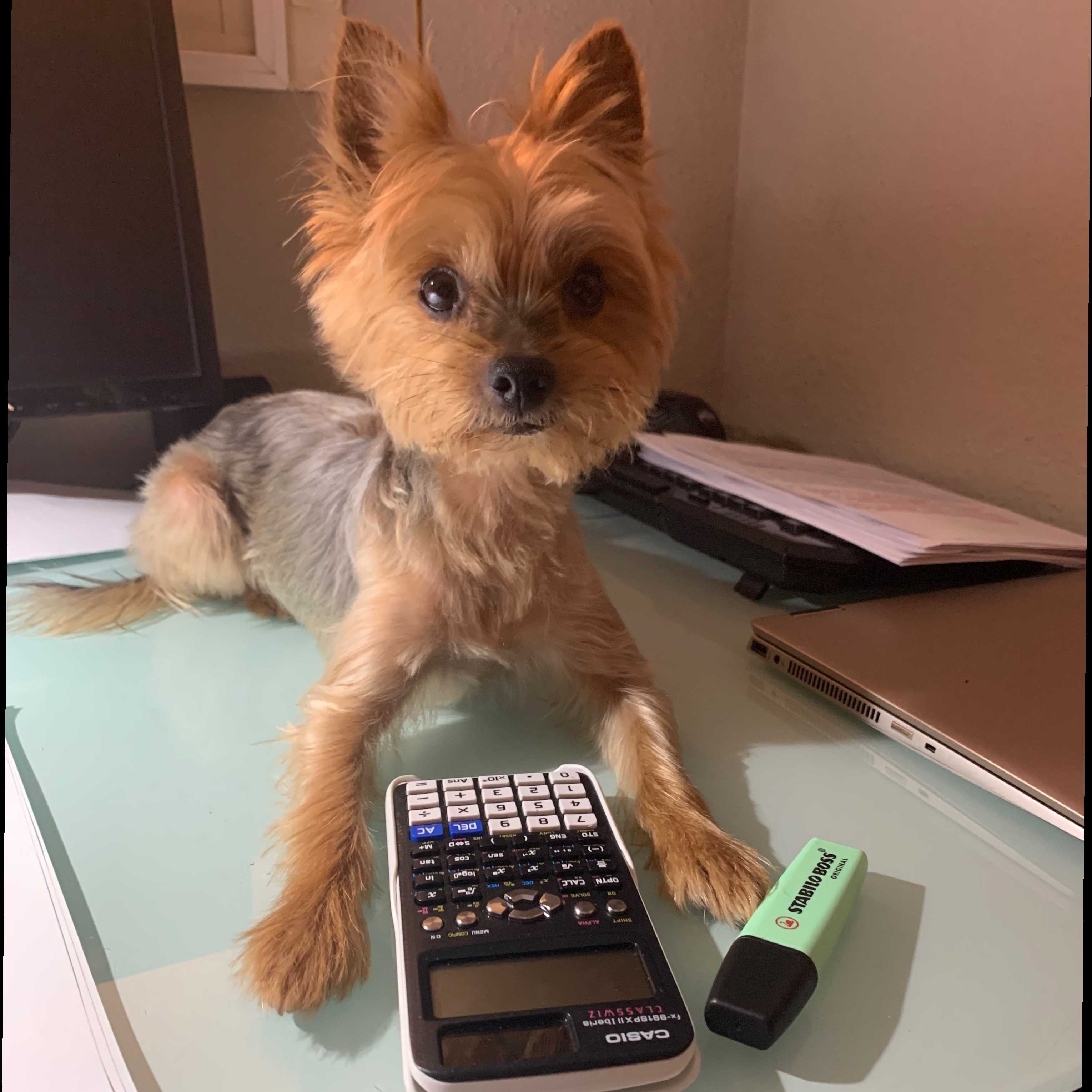 Chloe estudiando