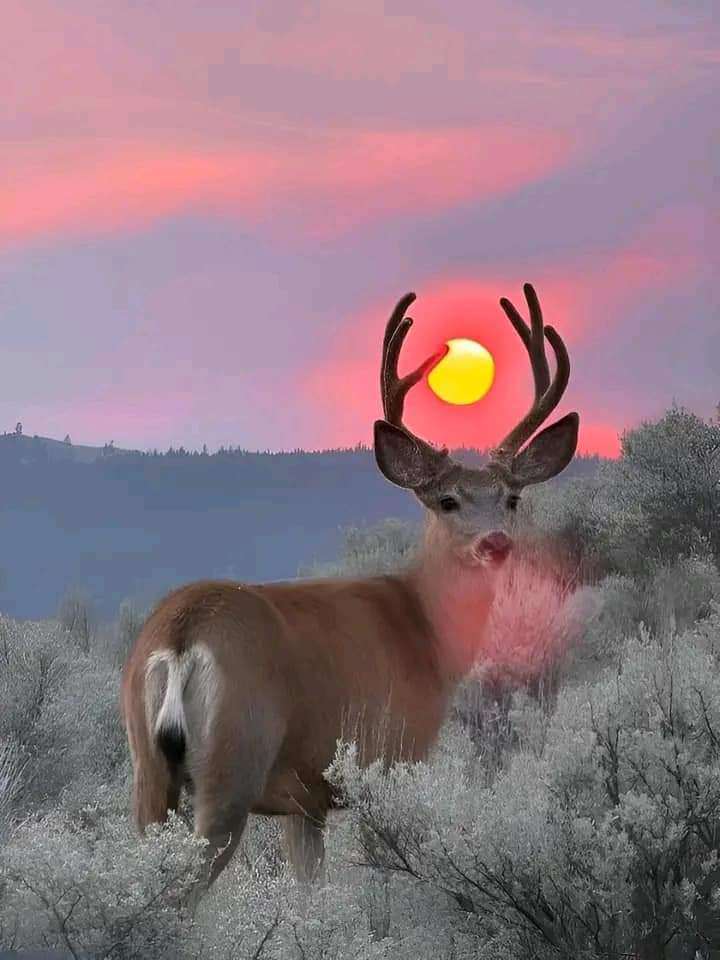 حسن عبدالله حسن — صورة 3