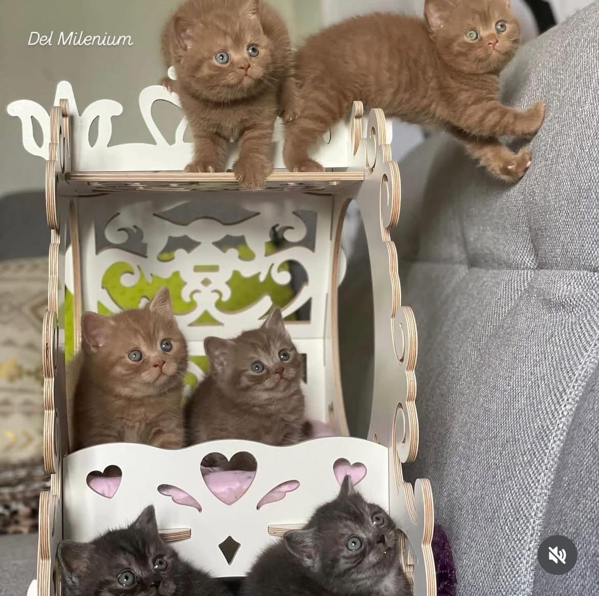 Foto de PRÓXIMA CAMADA de British cinamon y chocolate!! 1