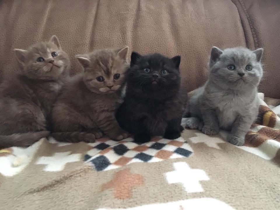 Foto de PRÓXIMA CAMADA de British cinamon y chocolate!! 3