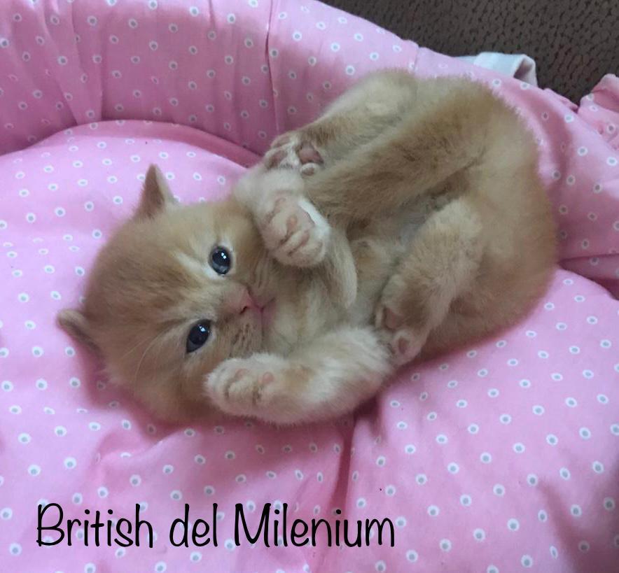 Foto de PRÓXIMA CAMADA de British cinamon y chocolate!! 8