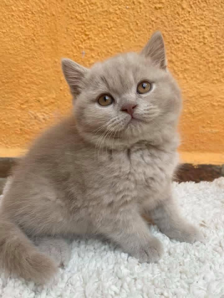 Foto de PRÓXIMA CAMADA . British azules y lilas  5