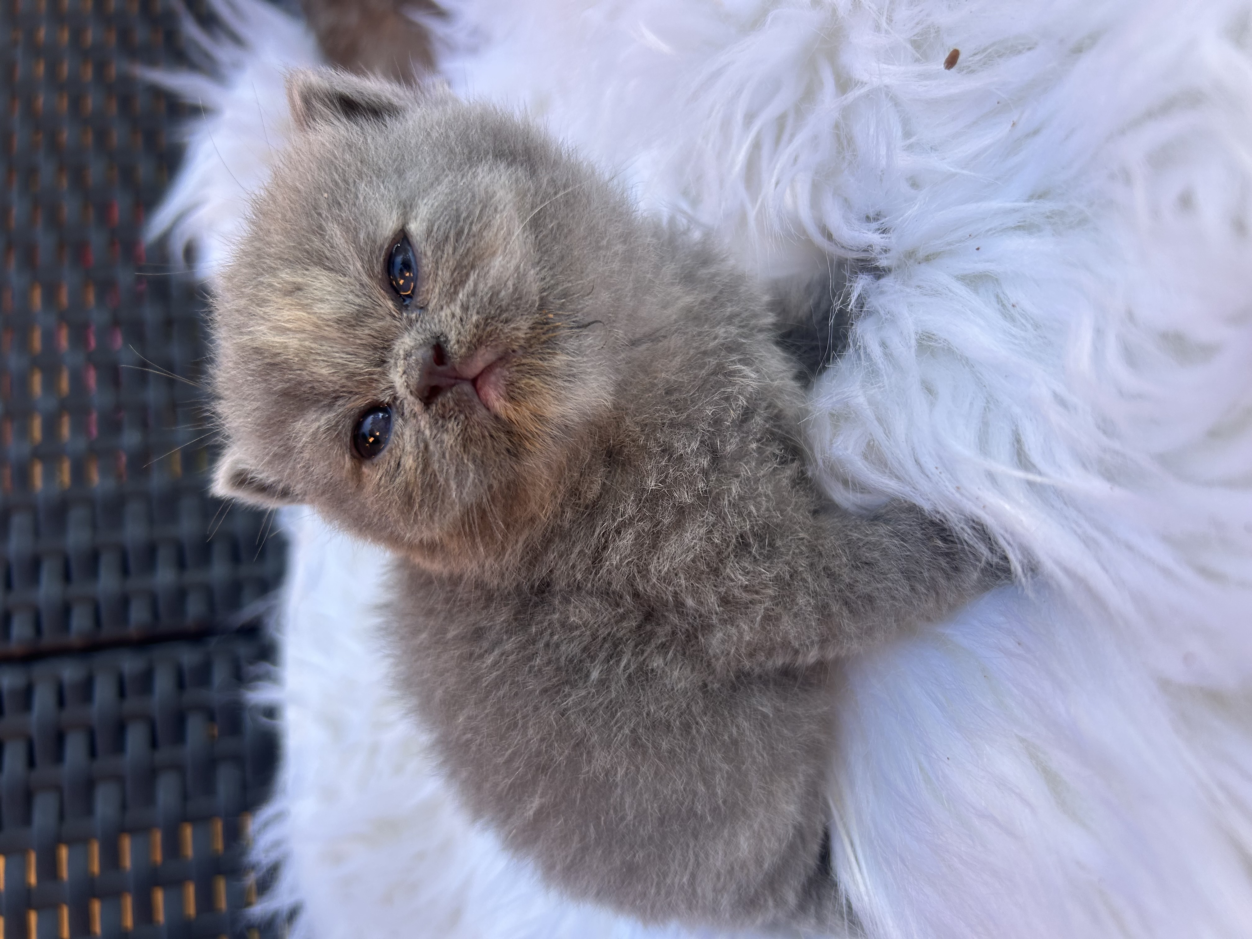 Foto de Lola , Lolita , loli 3