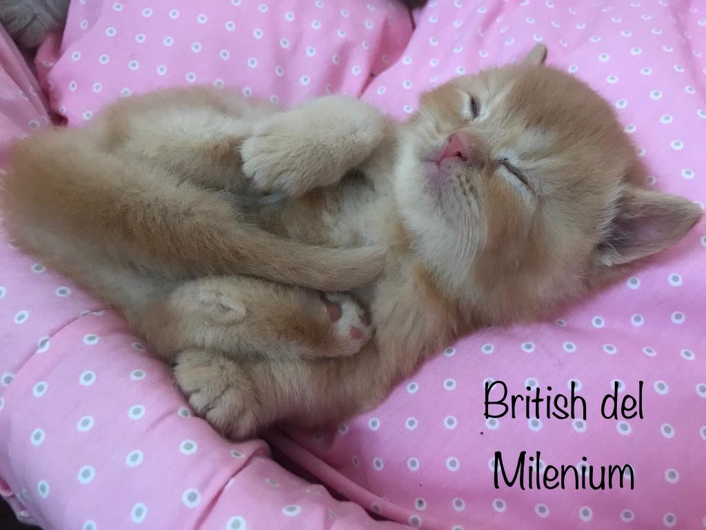 Foto de PRÓXIMA CAMADA de British cinamon y chocolate!! 9