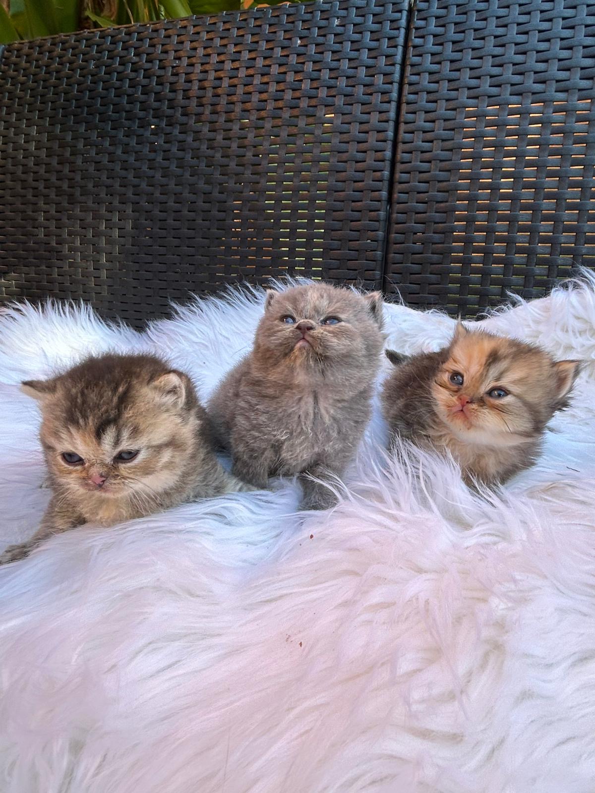 Foto de Lola , Lolita , loli 1