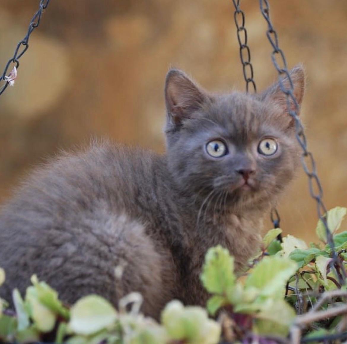 Foto de PRÓXIMA CAMADA de British cinamon y chocolate!! 7