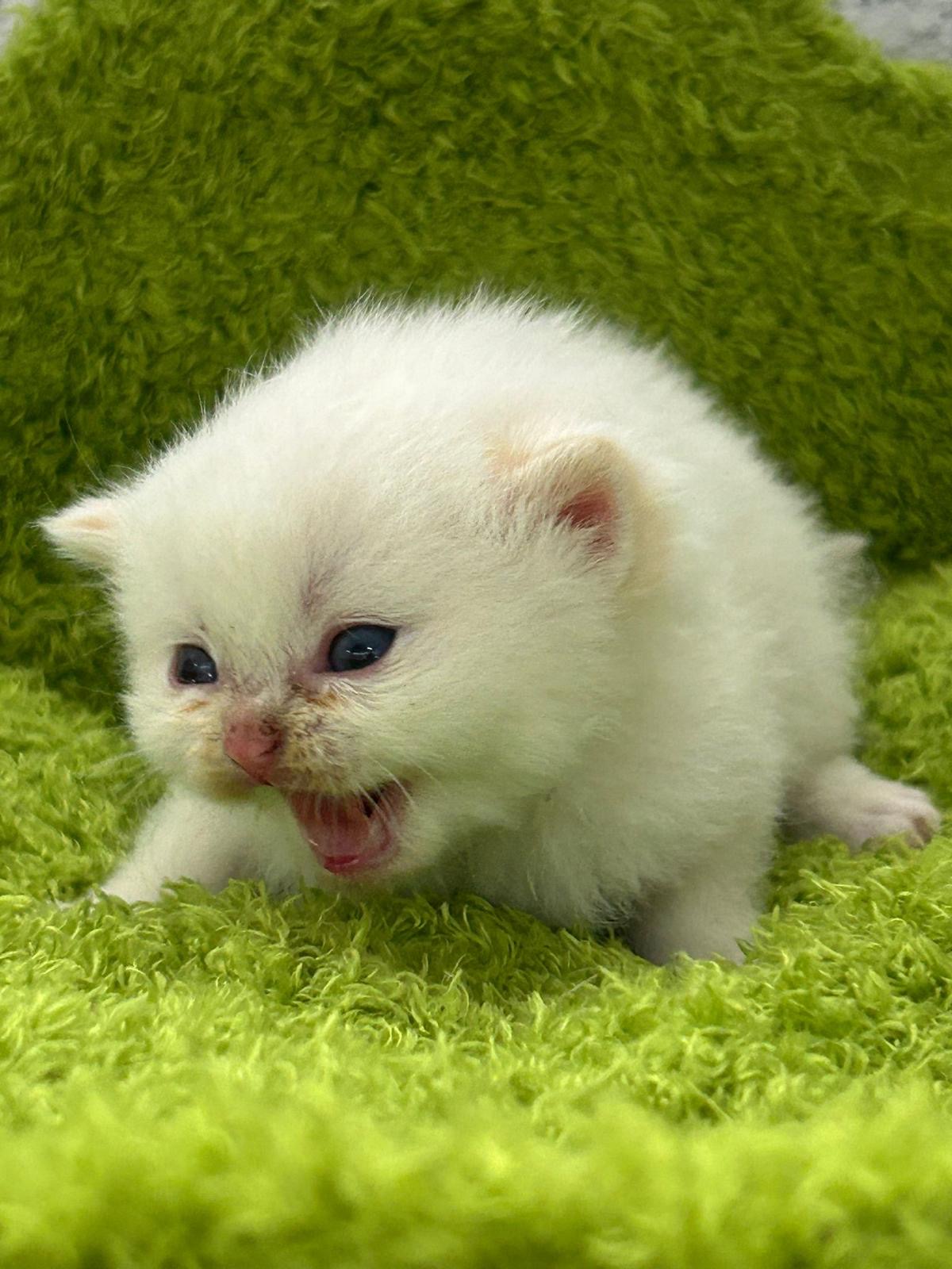 Foto de Bjorn del Mikenium 2