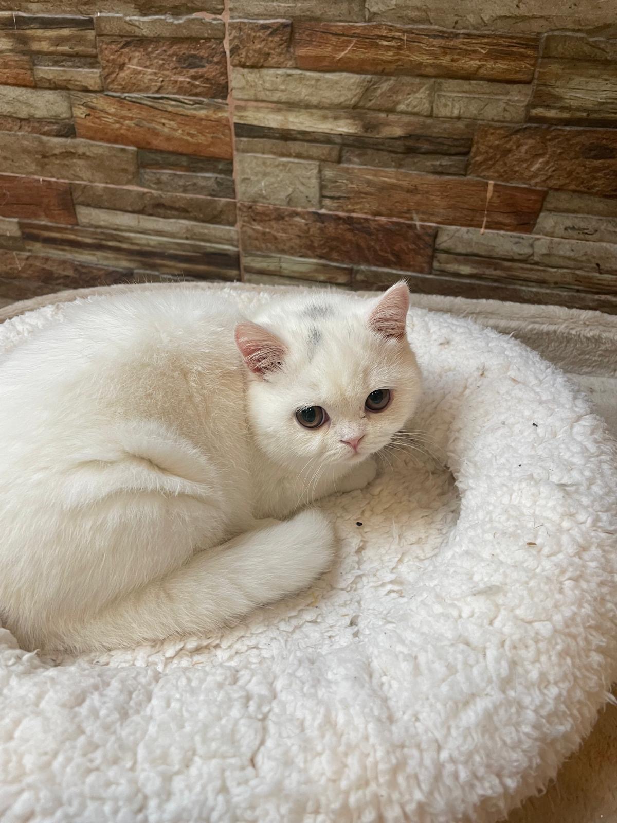 Foto de Del Milenium Bianca  1