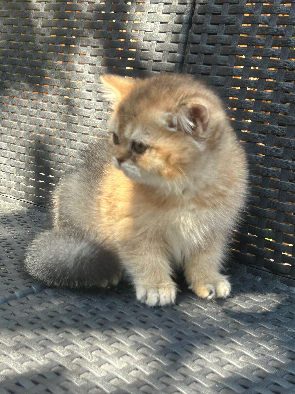 Foto de Del Milenium Show 4