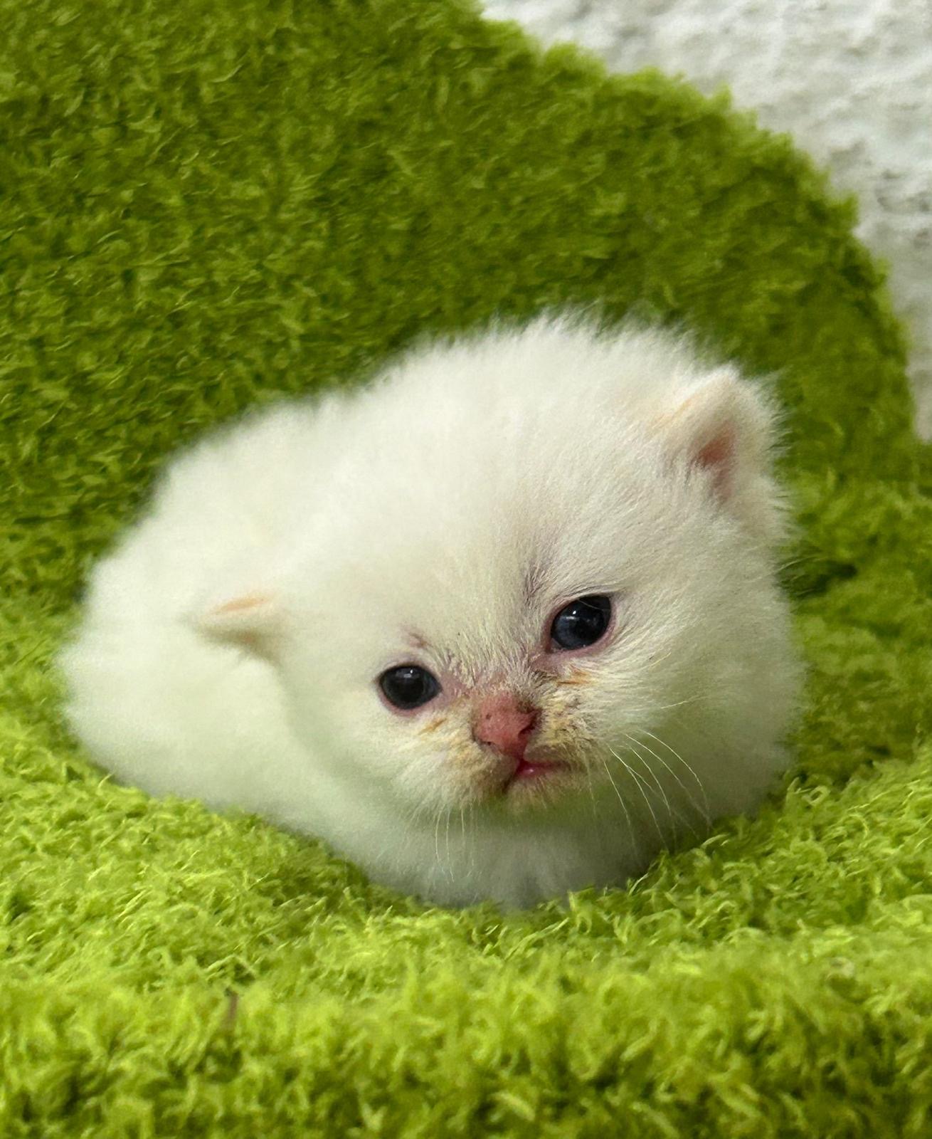 Foto de Bjorn del Mikenium 3